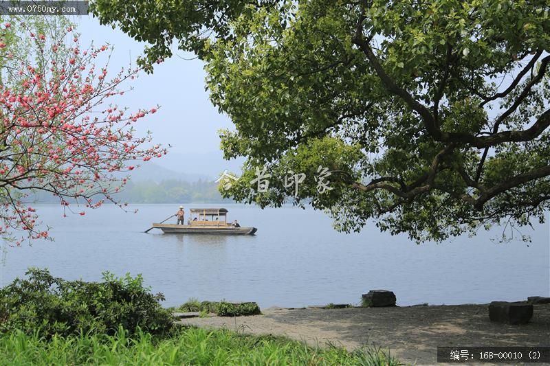 杭州西湖_西湖,美景,景色,自然景观,柳树