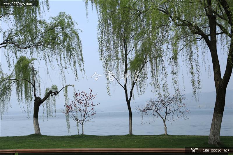 杭州西湖_西湖,美景,景色,自然景观,柳树