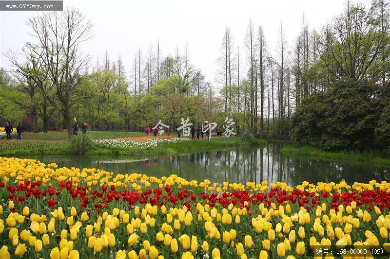 杭州太子湾_太子湖,景色,植物,树,旅游,景点