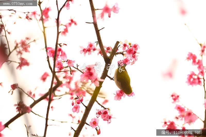 绿护迎春_春节,绿护屏,樱花,樱花树