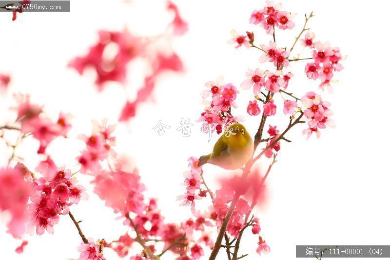绿护迎春_春节,绿护屏,樱花,樱花树