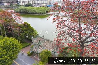 葵湖公园红棉盛放