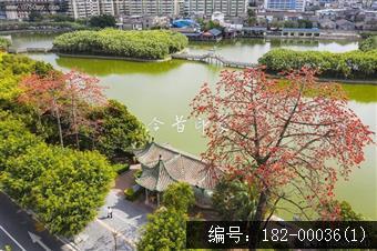 葵湖公园红棉盛放