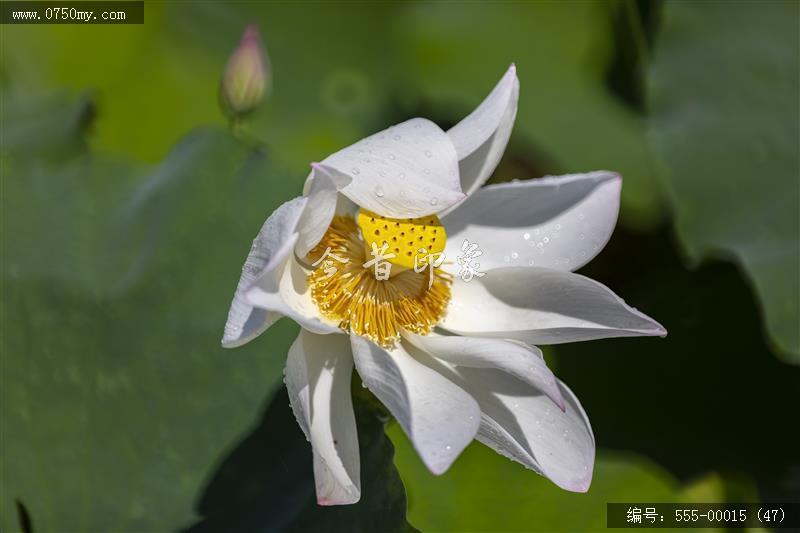 梅江农业生态园（一期） (47)_城市提质,梅江,生态,梅江农业生态园,荷花,休闲,绿色,运动