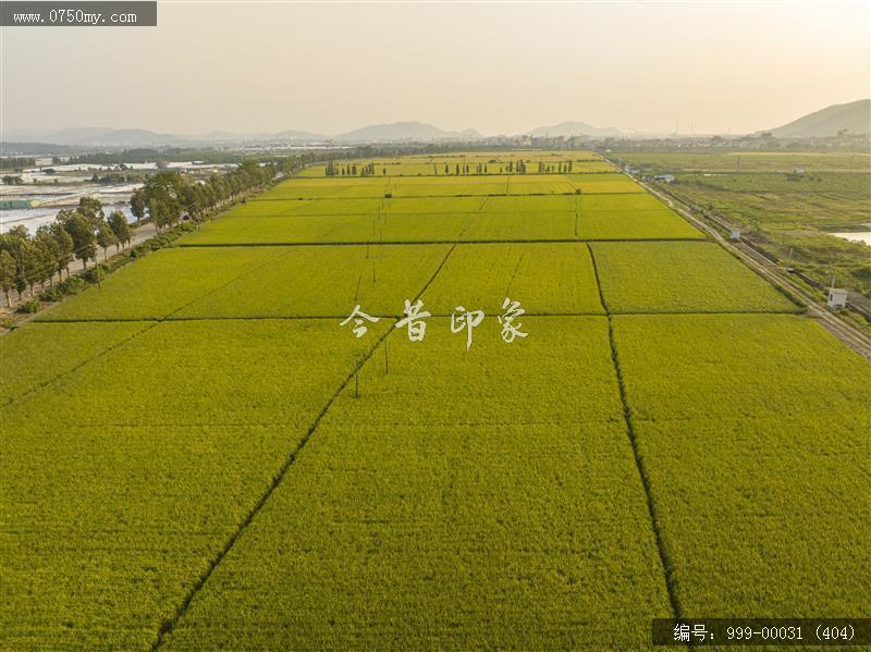 沙堆镇_航拍,美丽乡村,城乡一体