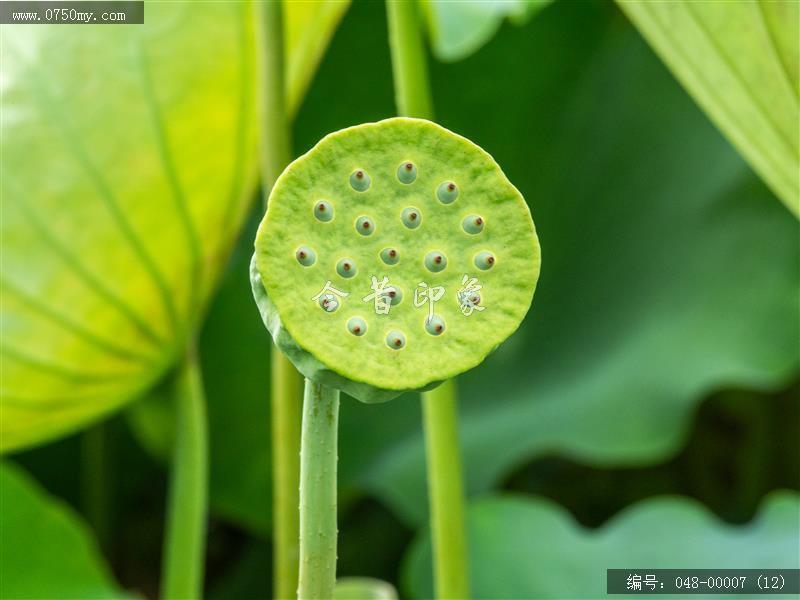 荷花_梅江生态园