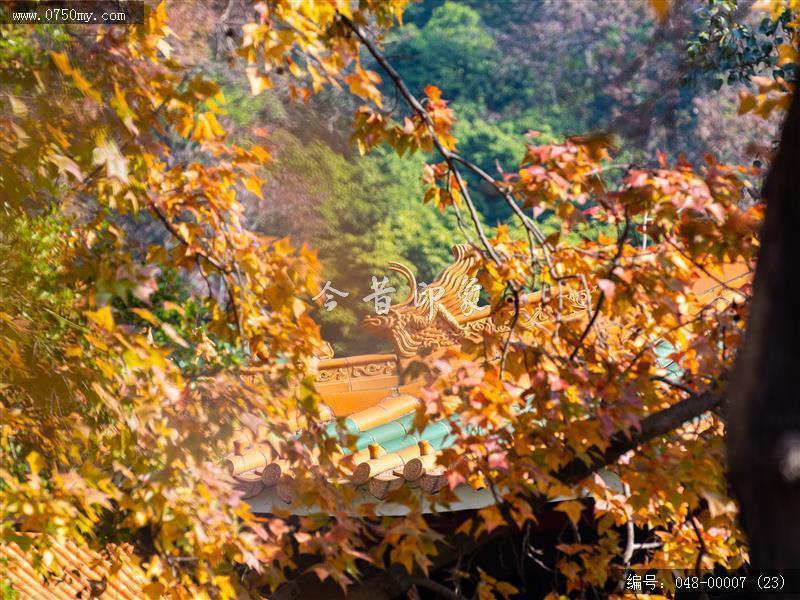 圭峰枫叶_圭峰山,枫叶