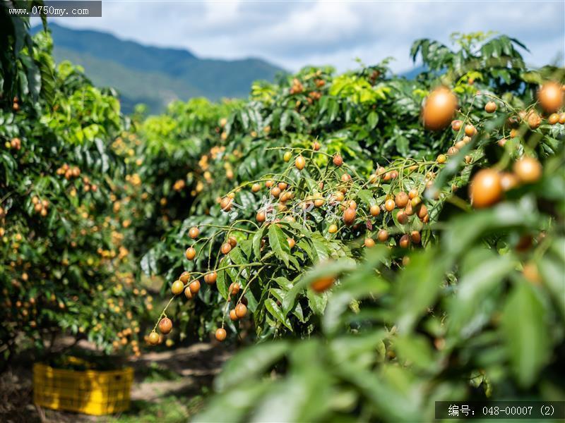 果香飘逸_农业