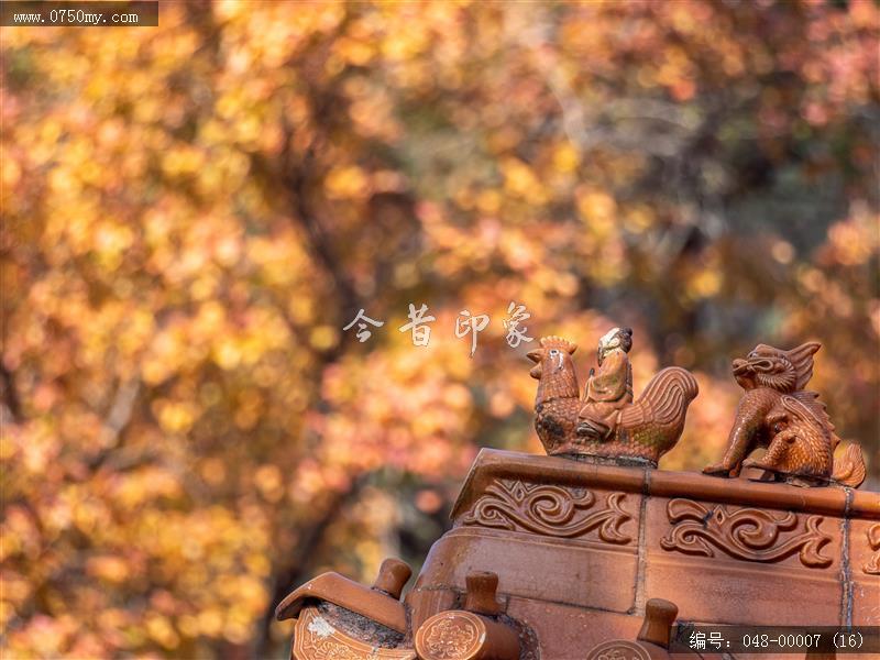 圭峰枫叶_圭峰山,枫叶