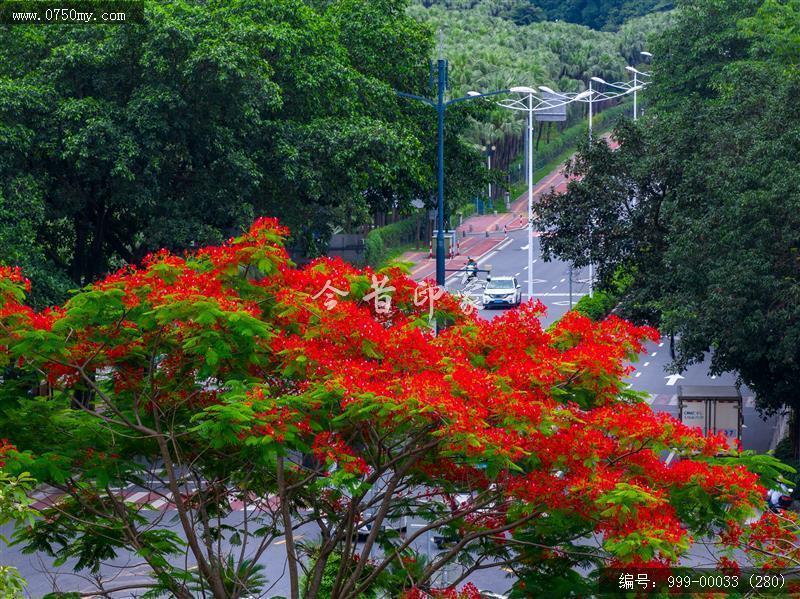 凤凰花_航拍,花