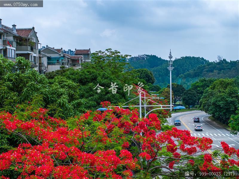 凤凰花_航拍,花