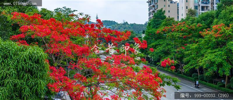 凤凰花_航拍,花