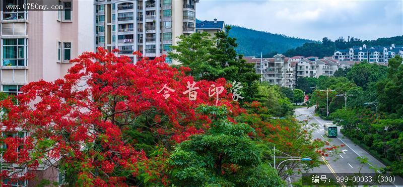 凤凰花_航拍,花