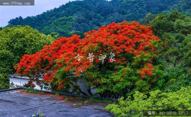 凤凰花_航拍,花