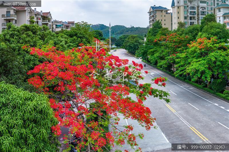 凤凰花_航拍,花