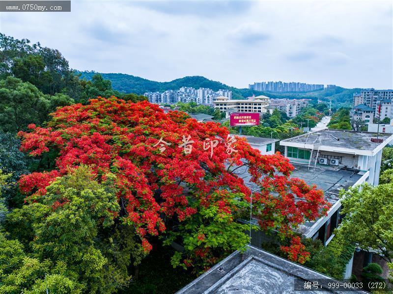 凤凰花_航拍,花