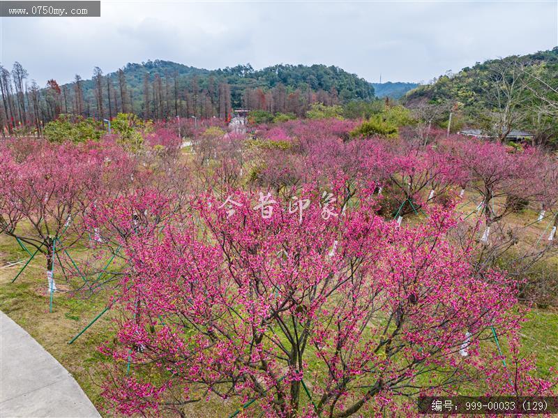 绿护萍_航拍,旅游景点