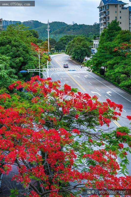 凤凰花_航拍,花