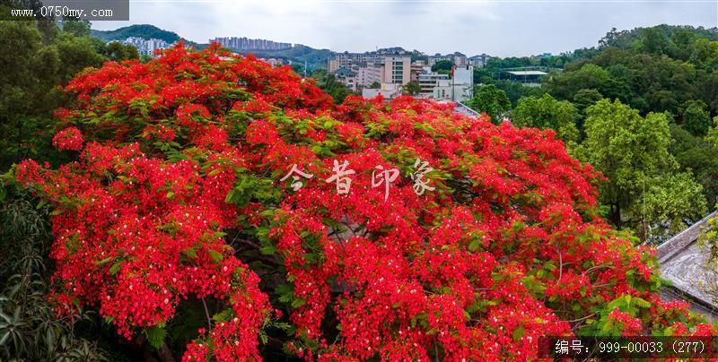 凤凰花_航拍,花