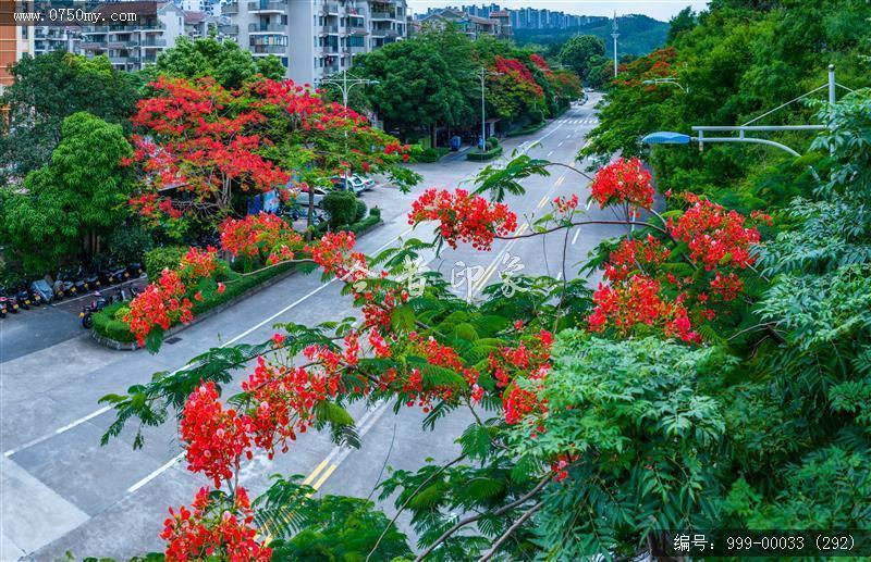 凤凰花_航拍,花