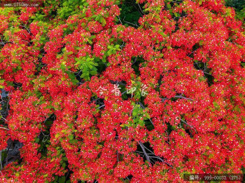 凤凰花_航拍,花