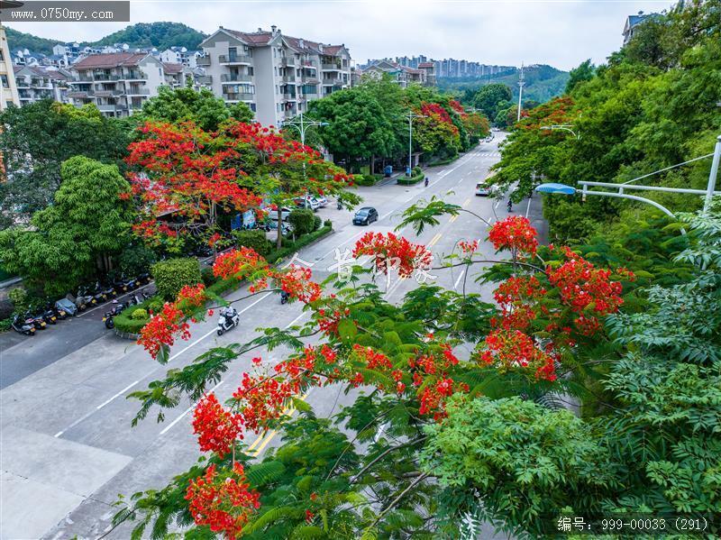 凤凰花_航拍,花