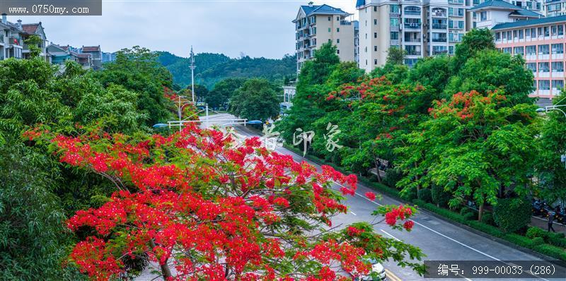 凤凰花_航拍,花