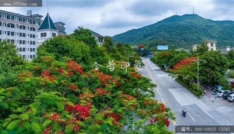 凤凰花_航拍,花