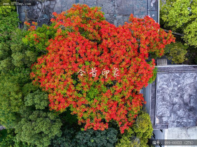 凤凰花_航拍,花