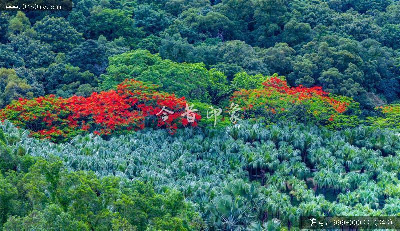 凤凰花_航拍,花