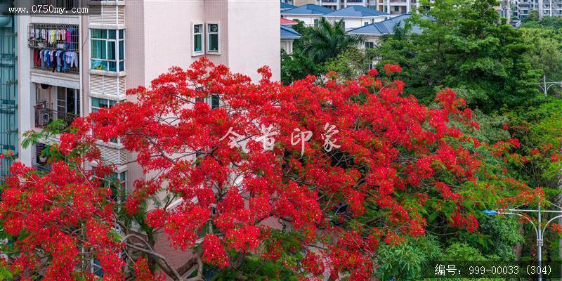 凤凰花_航拍,花