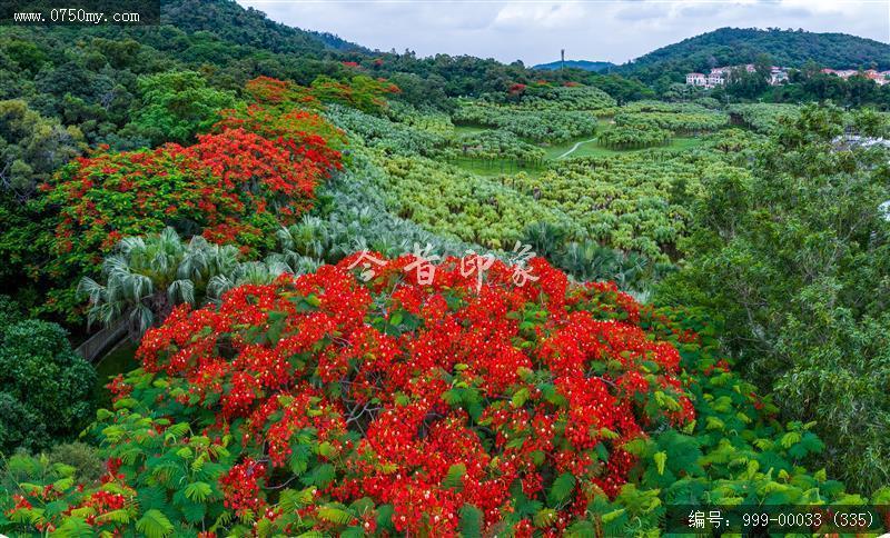 凤凰花_航拍,花