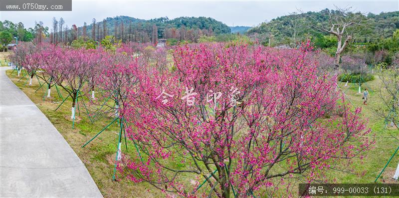 绿护萍_航拍,旅游景点