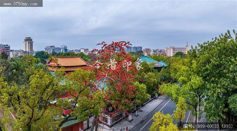 木棉花_航拍,花