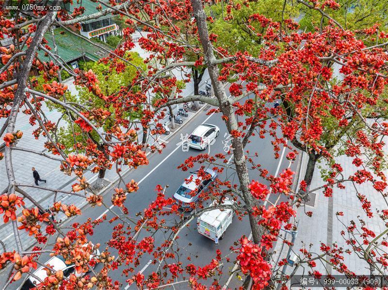 木棉花_航拍,花