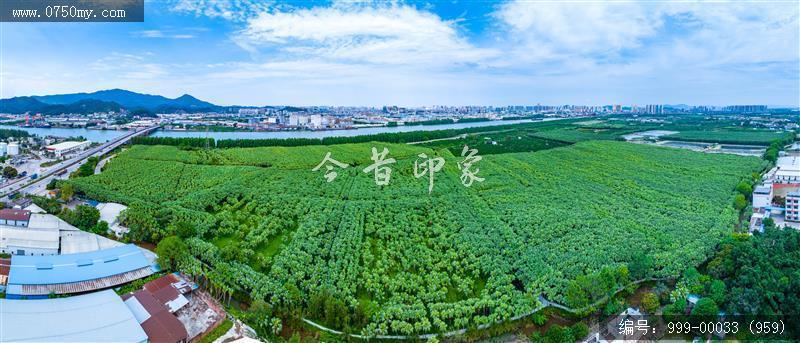 南坦葵林_航拍
