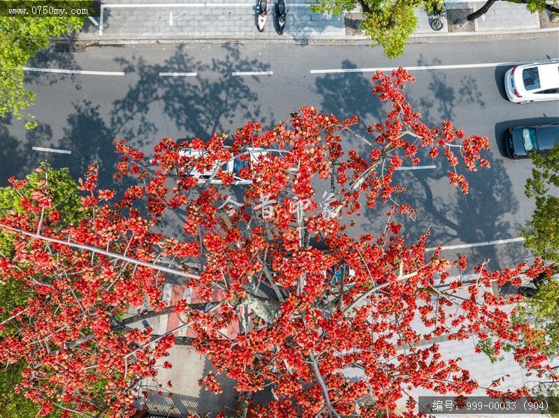 木棉花_航拍,花