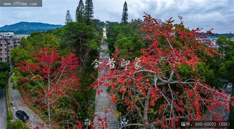 木棉花_航拍,花