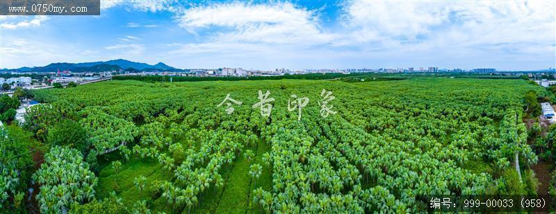 南坦葵林_航拍