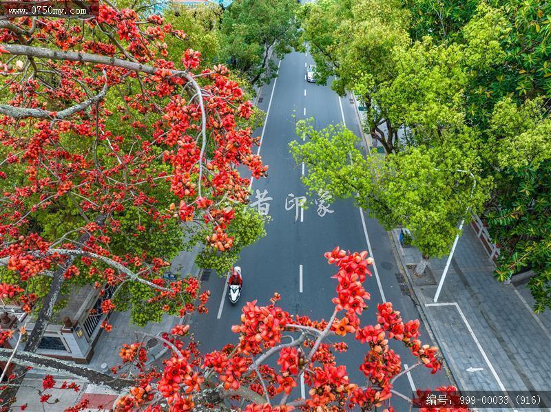 木棉花_航拍,花