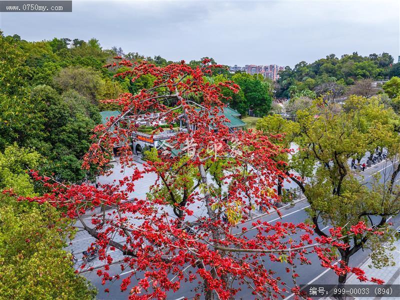 木棉花_航拍,花