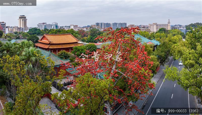 木棉花_航拍,花