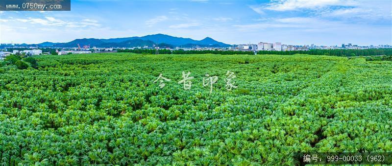 南坦葵林_航拍
