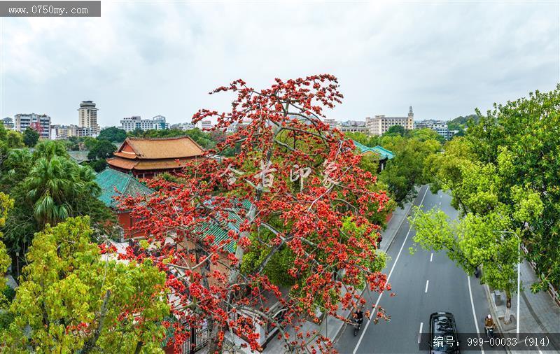 木棉花_航拍,花