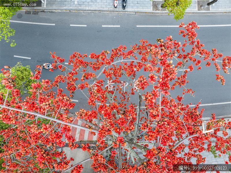 木棉花_航拍,花