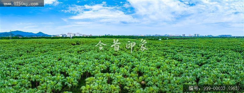 南坦葵林_航拍