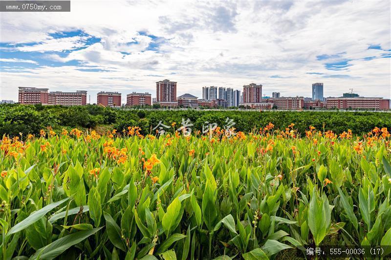 梅江生态园2024_荷花,绿色,风景,生态园