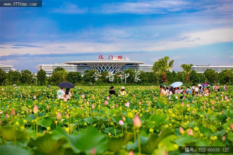梅江生态园2024_荷花,绿色,风景,生态园