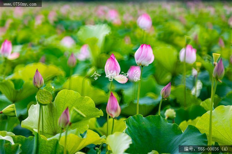 梅江生态园2024_荷花,绿色,风景,生态园
