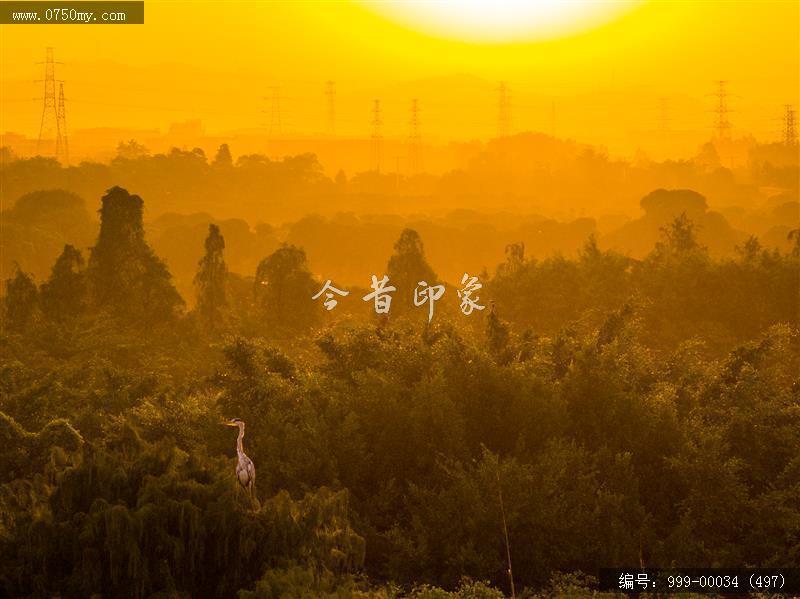 小鸟天堂_航拍,小鸟天堂,旅游民俗